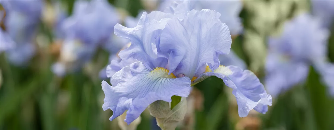 Iris x germanica 'Babbling Brook'